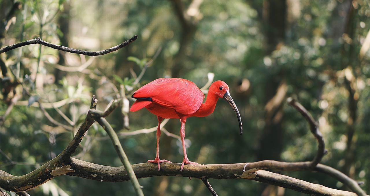 Guará Guará